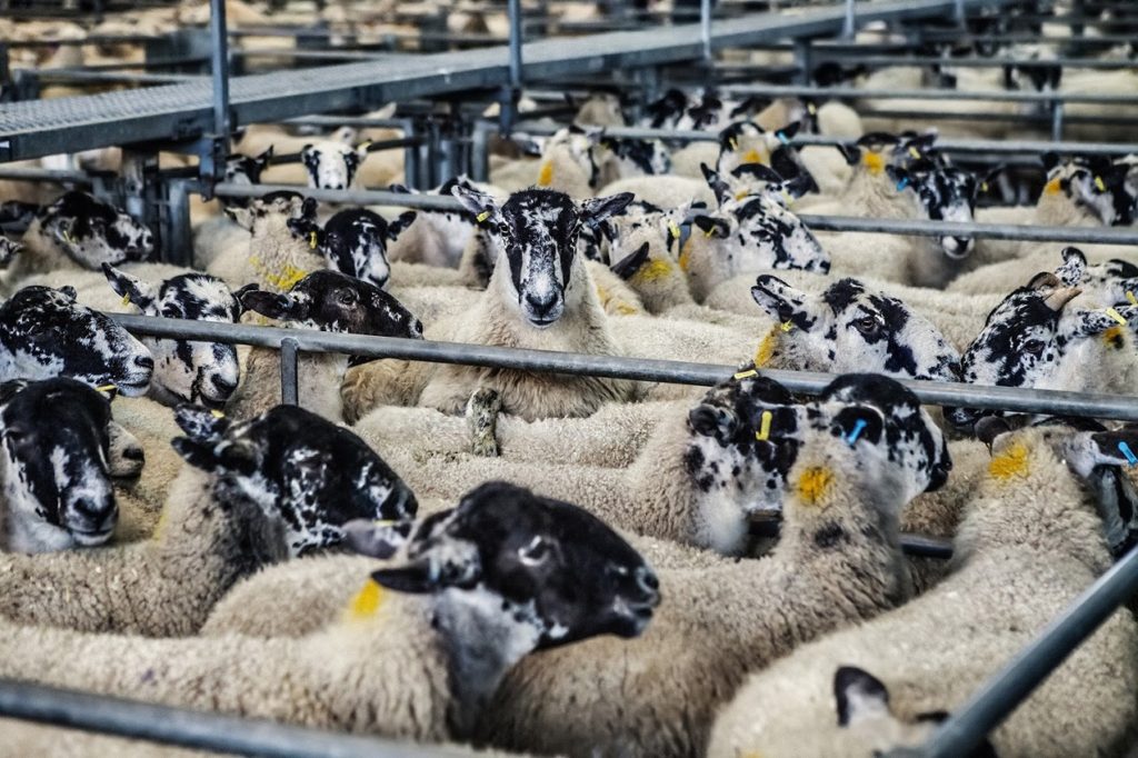 Овцеводство как бизнес 